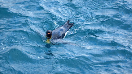 Fototapeta premium King penguin (Aptenodytes patagonicus) swimming in the Atlantic Ocean, off the coast of South Georgia Island