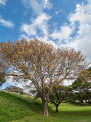 Fototapeta na wymiar Dry Brown Tree with Tan Leaves.