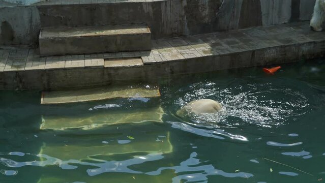 Polar bear mom playing with his cub.
Polar bear swimming on the water pool. Bathing polar bears.