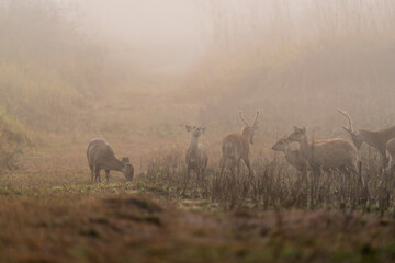 Hog deer walking on grassland at Wildlife Sanctuary of Thailand in the morning.