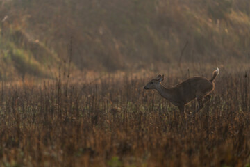 Hog deer walking on grassland at Wildlife Sanctuary of Thailand in the morning.
