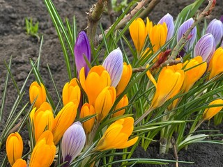 Сrocus spring flowers yellow orange purple.