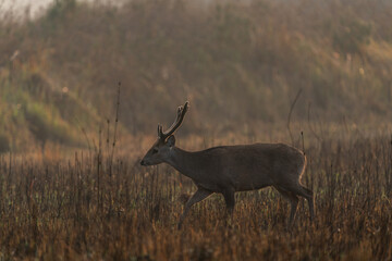 Hog deer walking on grassland at Wildlife Sanctuary of Thailand in the morning.