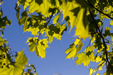 Thin maple foliage in sunlight in spring season