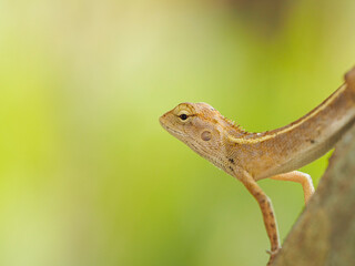 chameleon so cute on yellow background images, Brown thai lizard on tree, Lizard, Iguana,reptile.