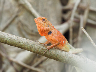 chameleon so cute on yellow background images, Brown thai lizard on tree, Lizard, Iguana,reptile.