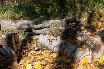 tree felling and wood harvesting in Europe