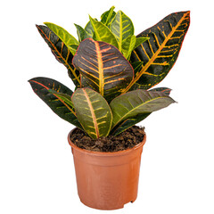 Codiaeum variegatum, garden croton © Grafvision