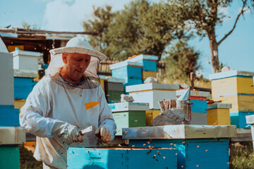 Beekeeper checking honey on the beehive frame in the field. Small business owner on apiary. Natural...