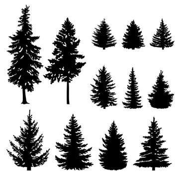 Silhouettes of firs and pines. Vector illustration