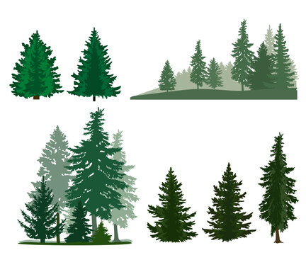 Silhouettes of firs and pines, forest landscapes. Vector illustration