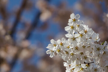 Spring is coming, White or Ivory cherry tree blossom flowers blooming in spring,natural sunny blurred garden banner background of blue, brown and pink bokeh.