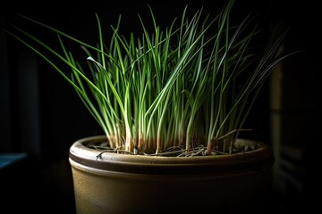 Fresh Lemongrass Plant Growing in a Fancy Pot - Herbal Greenery for An Indoor Container Garden. Generative AI