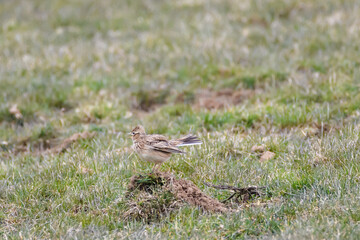 Selective focus photo. Eurasian skylark bird, alauda arvensis.