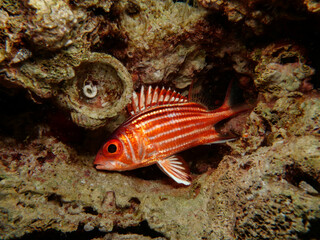 Fototapeta na wymiar Squirrel fish - Sargocentron rubrum from Cyprus 