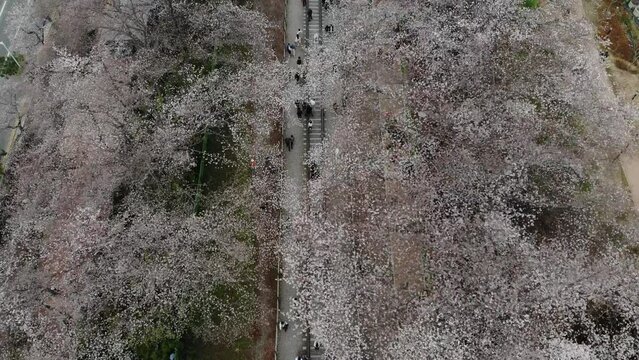 Top view at jinhae cherry blossom,Busan City,South Korea
