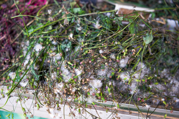 Herbs needed to make five-color glutinous rice, a traditional Chinese Tomb-sweeping Day food