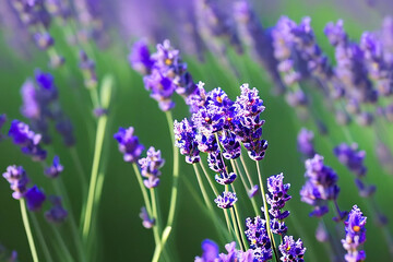 Obraz premium Lavender flowers in region Generative AI Art