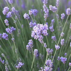Obraz premium Field of lavender flowers closeup Generative AI Art