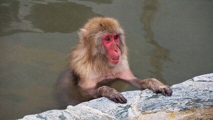 Fototapeta premium 温泉に入るニホンザル１