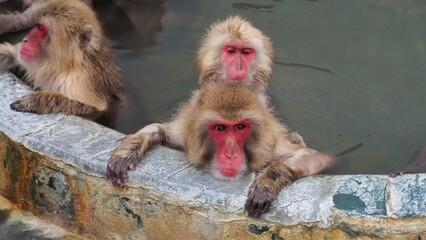 Naklejka premium 温泉に入るニホンザル７