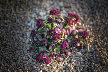Lupinus' spiky blooms add a pop of color to any landscape.