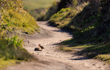 Wild rabbit sits in middle of winding dirt trail in Point Reyes, California