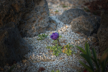 Springtime magic in Anemone's exquisite beauty captured.