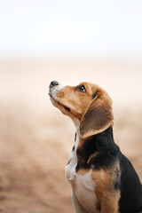 beagle puppy in nature. Dog portrait, vacation romance, adventure with a pet