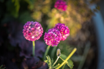Sea Pink blooms add natural beauty to the garden.