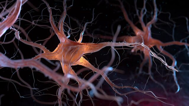Neurons also known as neurones or nerve cells. Neurons transmit information between different parts of the brain and between the brain and the rest of the nervous system