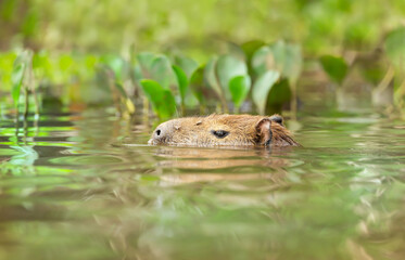 Capybara swimming in a river
