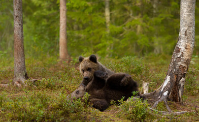 Close up of playful European brown bear cubs in a forest