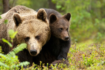 Mama bear and her cute cub in a forest