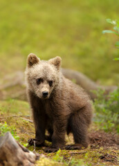 Close up of a cute Eurasian Brown bear cub in a forest