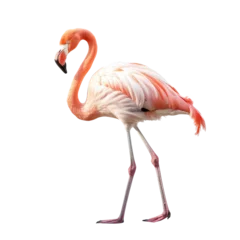 Fotobehang flamingo isolated on white © purich