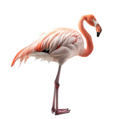 flamingo isolated on white