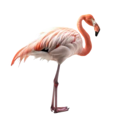 Gardinen flamingo isolated on white © purich