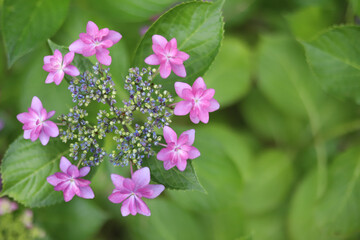 緑の中の可憐なピンクの花