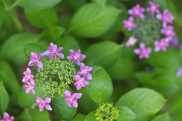 緑の中の可憐なピンクの花