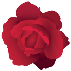 Realistic Red Rose flower vector template element