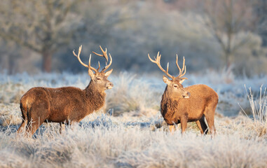 Obraz premium Close up of a Red deer stags in winter