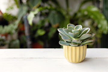 Succulent cactus in a pot, home gardening concept