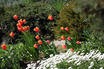Beautiful flowers of red tulips surrounded by other flowering plants and greenery, in a flower bed or a small alpine hill