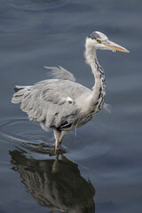 Young heron moulting
