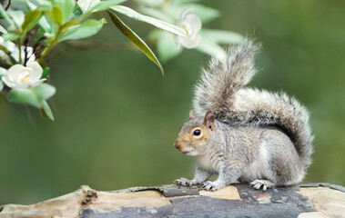 Naklejka na ściany i meble Grey squirrel on a tree branch
