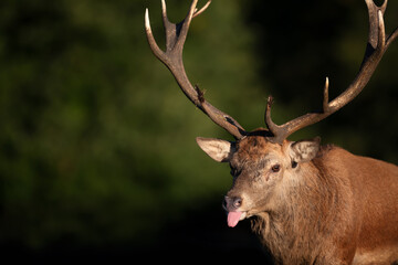 Portrait of a red deer stag showing tongue
