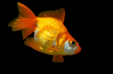 Pet golden fish Carassius auratus, isolated on a black background