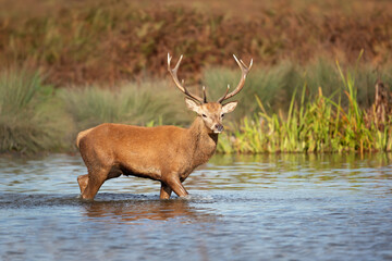 Red deer stag standing in water during rutting season