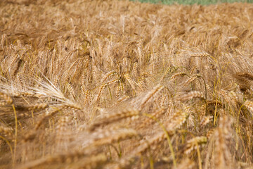 yellow ripe cereals in a field